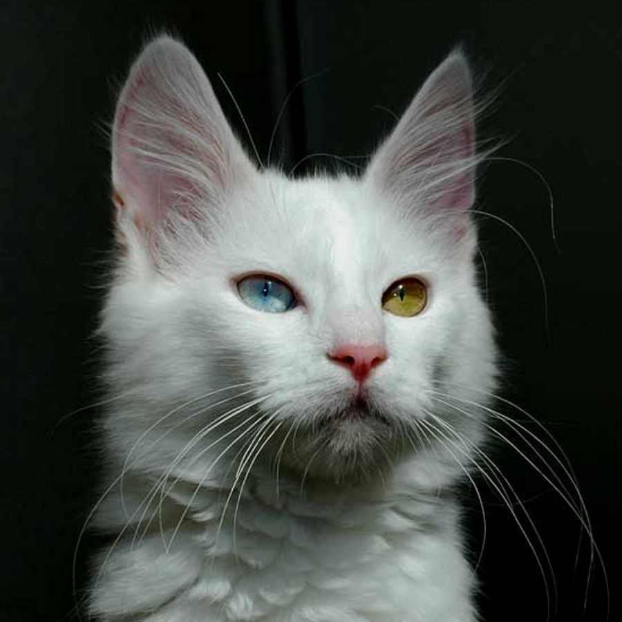 Gato angora turco
